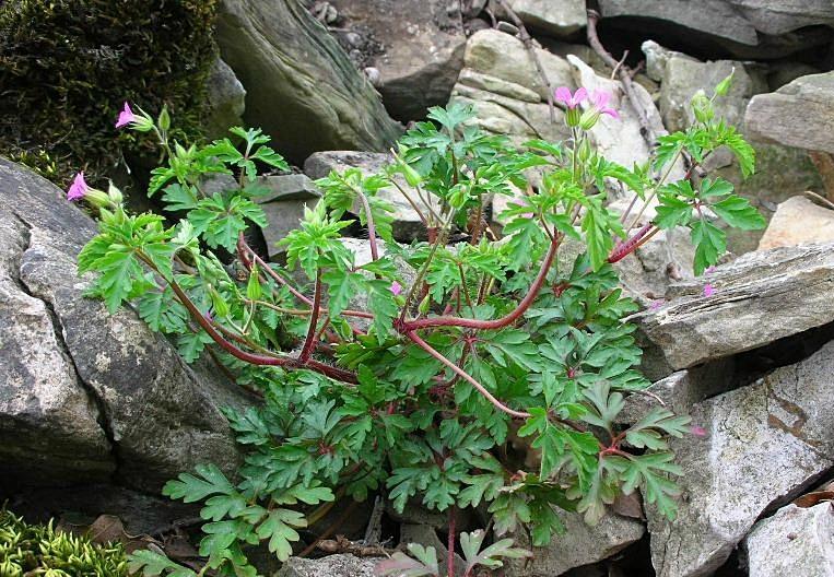 Geranium robertianum / Geranio di S.Roberto